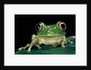 Leptopelis brevirostris (Cameroon forest treefrog) by Anonymous
