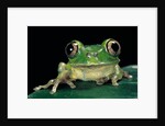 Leptopelis brevirostris (Cameroon forest treefrog) by Anonymous