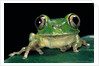 Leptopelis brevirostris (Cameroon forest treefrog) by Anonymous