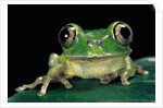 Leptopelis brevirostris (Cameroon forest treefrog) by Anonymous