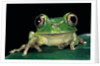 Leptopelis brevirostris (Cameroon forest treefrog) by Anonymous