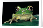 Leptopelis brevirostris (Cameroon forest treefrog) by Anonymous