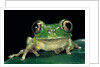 Leptopelis brevirostris (Cameroon forest treefrog) by Anonymous