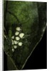 Leptopelis sp. (forest treefrog ) - eggs by Anonymous