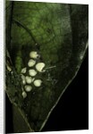 Leptopelis sp. (forest treefrog ) - eggs by Anonymous