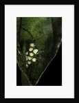Leptopelis sp. (forest treefrog ) - eggs by Anonymous