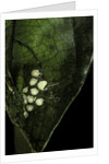 Leptopelis sp. (forest treefrog ) - eggs by Anonymous