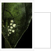 Leptopelis sp. (forest treefrog ) - eggs by Anonymous