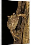 Leptopelis sp. (forest treefrog ) by Anonymous