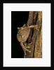 Leptopelis sp. (forest treefrog ) by Anonymous