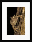 Leptopelis sp. (forest treefrog ) by Anonymous