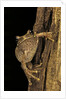 Leptopelis sp. (forest treefrog ) by Anonymous