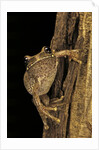 Leptopelis sp. (forest treefrog ) by Anonymous
