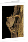 Leptopelis sp. (forest treefrog ) by Anonymous