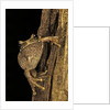 Leptopelis sp. (forest treefrog ) by Anonymous