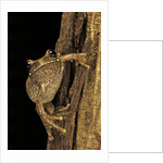 Leptopelis sp. (forest treefrog ) by Anonymous