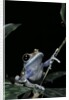 Leptopelis uluguruensis (Uluguru forest treefrog) by Anonymous