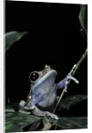 Leptopelis uluguruensis (Uluguru forest treefrog) by Anonymous