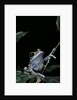 Leptopelis uluguruensis (Uluguru forest treefrog) by Anonymous
