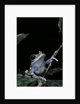 Leptopelis uluguruensis (Uluguru forest treefrog) by Anonymous