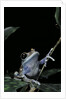 Leptopelis uluguruensis (Uluguru forest treefrog) by Anonymous