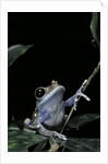 Leptopelis uluguruensis (Uluguru forest treefrog) by Anonymous