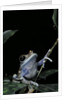 Leptopelis uluguruensis (Uluguru forest treefrog) by Anonymous
