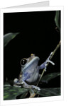 Leptopelis uluguruensis (Uluguru forest treefrog) by Anonymous