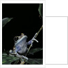 Leptopelis uluguruensis (Uluguru forest treefrog) by Anonymous