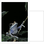 Leptopelis uluguruensis (Uluguru forest treefrog) by Anonymous