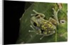 Leptopelis uluguruensis (Uluguru forest treefrog) by Anonymous
