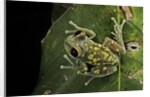 Leptopelis uluguruensis (Uluguru forest treefrog) by Anonymous