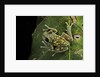 Leptopelis uluguruensis (Uluguru forest treefrog) by Anonymous