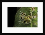 Leptopelis uluguruensis (Uluguru forest treefrog) by Anonymous