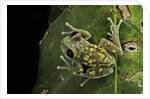 Leptopelis uluguruensis (Uluguru forest treefrog) by Anonymous