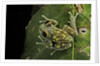 Leptopelis uluguruensis (Uluguru forest treefrog) by Anonymous