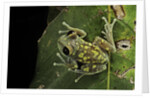 Leptopelis uluguruensis (Uluguru forest treefrog) by Anonymous