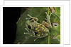 Leptopelis uluguruensis (Uluguru forest treefrog) by Anonymous