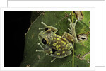 Leptopelis uluguruensis (Uluguru forest treefrog) by Anonymous