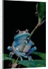Leptopelis uluguruensis (Uluguru forest treefrog) by Anonymous