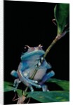 Leptopelis uluguruensis (Uluguru forest treefrog) by Corbis