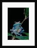 Leptopelis uluguruensis (Uluguru forest treefrog) by Anonymous