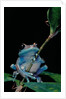 Leptopelis uluguruensis (Uluguru forest treefrog) by Anonymous