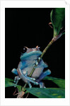 Leptopelis uluguruensis (Uluguru forest treefrog) by Anonymous