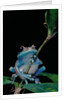 Leptopelis uluguruensis (Uluguru forest treefrog) by Anonymous