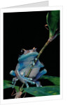 Leptopelis uluguruensis (Uluguru forest treefrog) by Anonymous