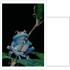 Leptopelis uluguruensis (Uluguru forest treefrog) by Anonymous