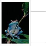 Leptopelis uluguruensis (Uluguru forest treefrog) by Anonymous