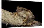 Leptopelis vermiculatus (Amani forest treefrog, big-eyed treefrog) by Anonymous