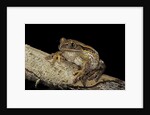 Leptopelis vermiculatus (Amani forest treefrog, big-eyed treefrog) by Anonymous
